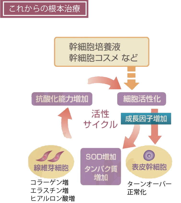 アンチエイジングにおける研究