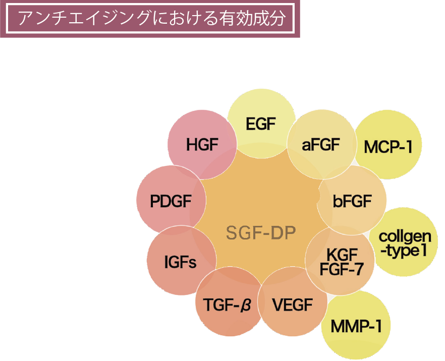 老化からくる皮膚状態の改善