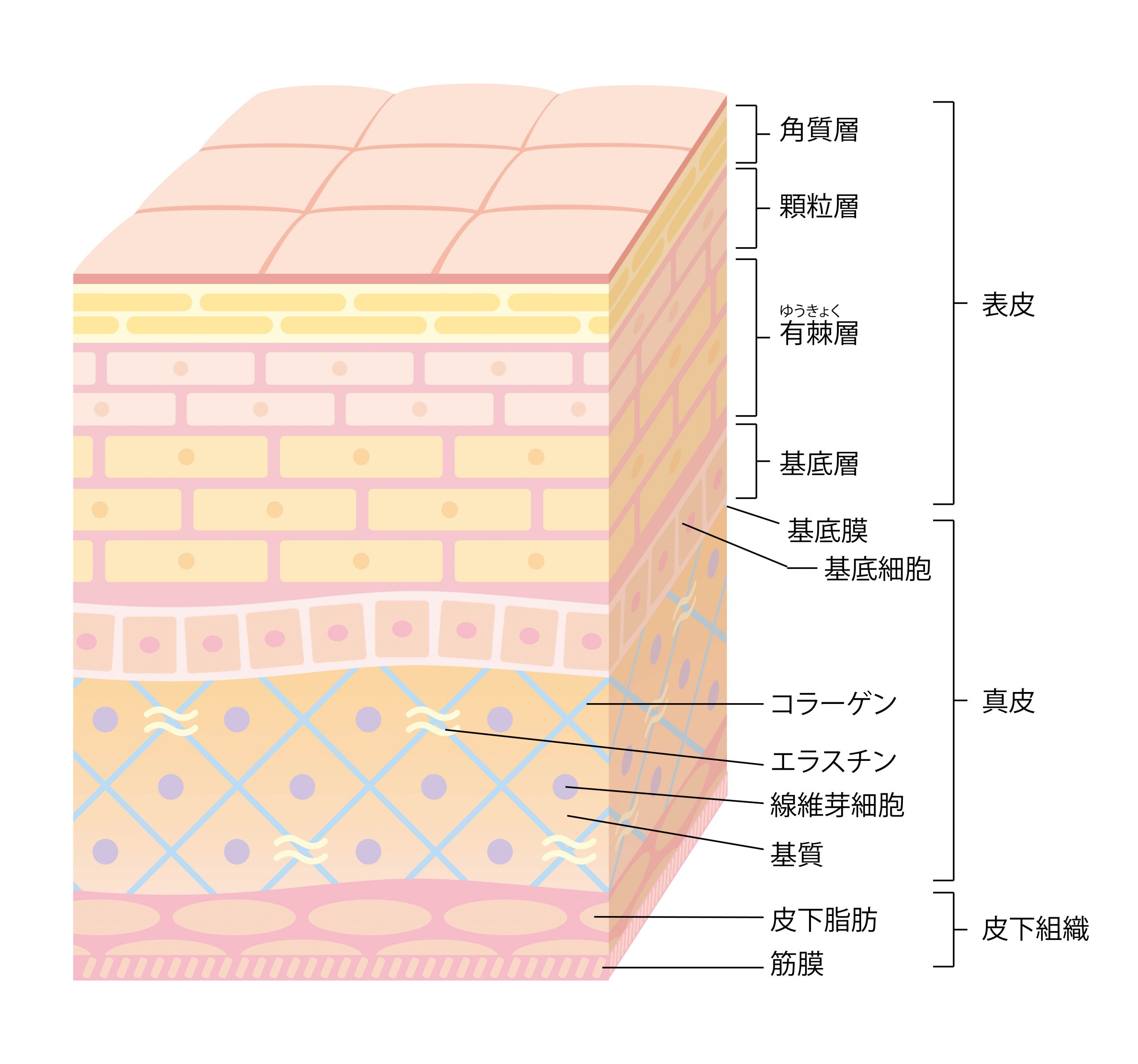 基底膜アプローチ