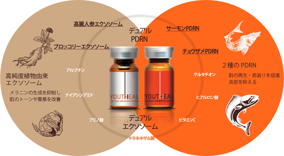 YOUTHEAL 成分図 デュアルPDRN・デュアルエクソソーム